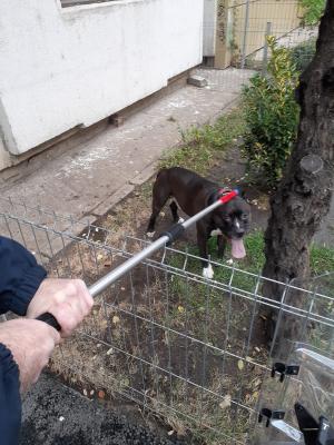 Un pitbul și-a atacat stăp&acirc;na. C&acirc;inele a fost scos din casă cu ajutorul jandarmilor