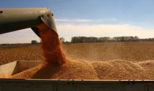 MADR: A început autorizarea plăților Ajutoarelor Naționale Tranzitorii aferente sectorului vegetal