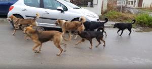 Rețea suspectată că eutanasia ilegal c&acirc;ini fără stăp&acirc;n, &icirc;n vizorul anchetatorilor. Descinderi &icirc;n patru județe