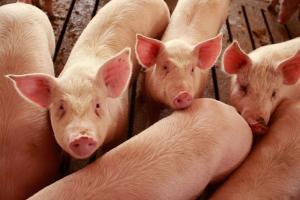 Fermierii români vor primi bani de la stat pentru creșterea porcilor de reproducție din rasele Bazna și Mangalița