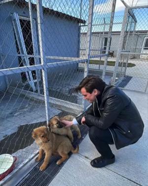 Bucureștenii din Sectorul 3 își vor putea steriliza și microcipa gratuit animalele de rasă comună