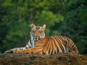 Incident grav la Zoo Pitești. Un tigru a atacat și omorât un om