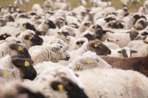 ANSVSA: Exporturi record de ovine și carcase către Algeria