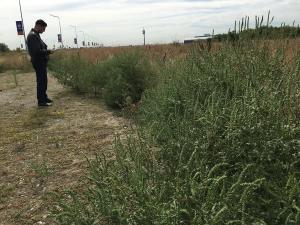 Ambrozia la control!