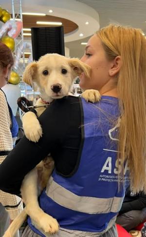 Târg de adopții de căței, la Art Safari Bucharest