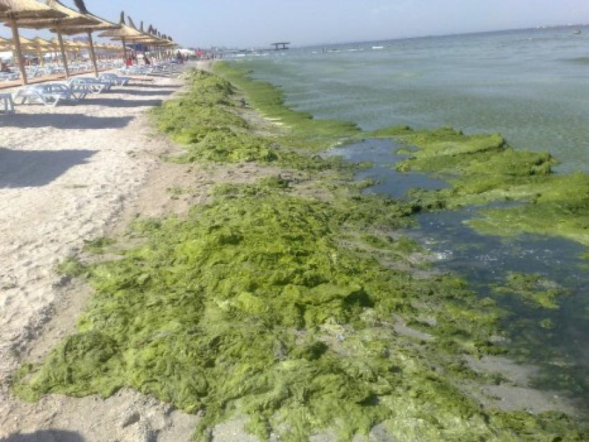 Autoritățile nu fac față valurilor de alge de pe litoral