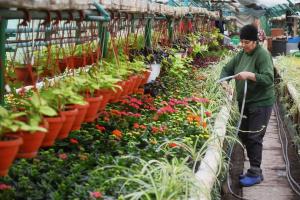 Oferim GRATUIT flori asociațiilor de proprietari din Sectorul 6!