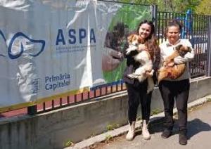 Anunț privind sterilizarea și microciparea câinilor în București